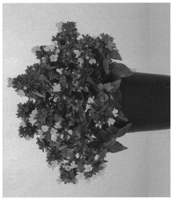 Figure 1 of US plant patent PP31410, the photograph of LITTLE LADY printed in the patent.