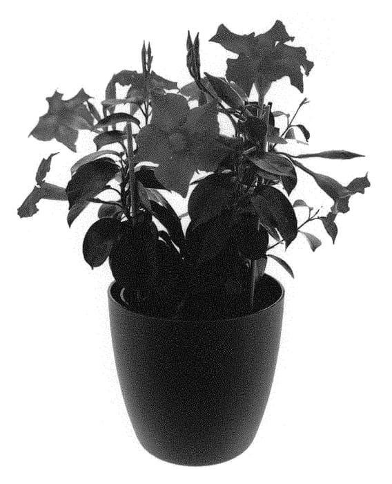 Figure 1 of US plant patent PP31411, the photograph of Inmanbepsp printed in the patent.