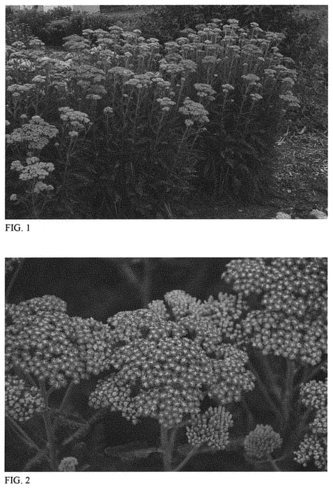 Figure 1 of US plant patent PP31412, the photograph of Sassy Summer Sunset printed in the patent.