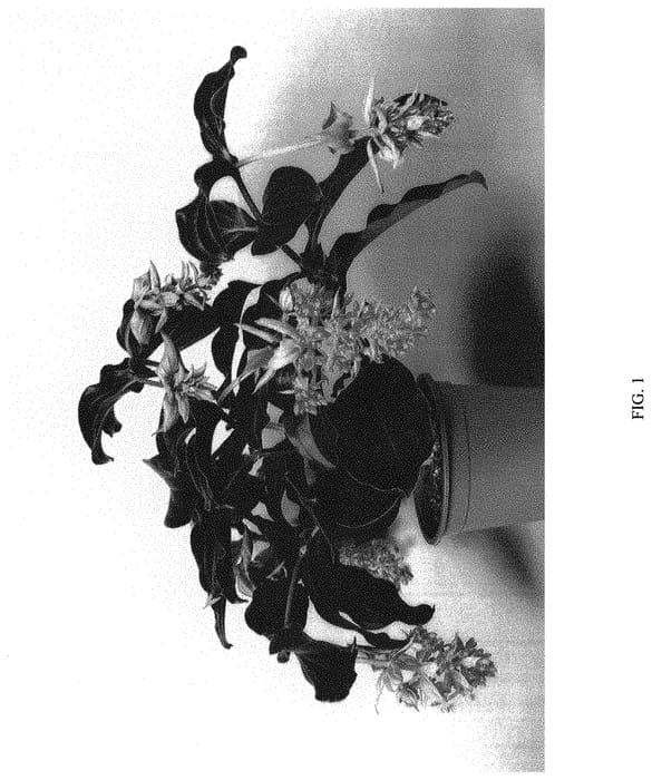 Figure 1 of US plant patent PP31413, the photograph of ROYAL TWIST printed in the patent.
