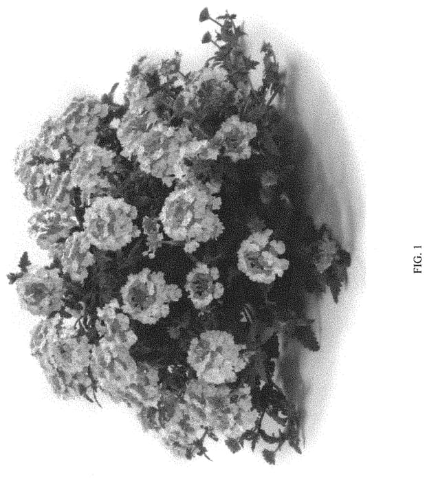 Figure 1 of US plant patent PP31414, the photograph of DVERBIPNK printed in the patent.