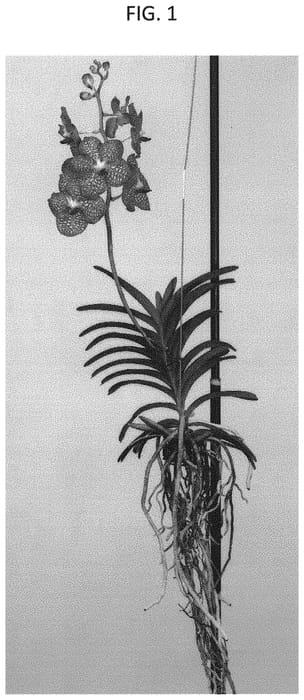 Figure 1 of US plant patent PP31415, the photograph of SPCDEW1712 printed in the patent.