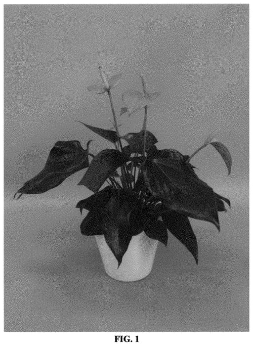 Figure 1 of US plant patent PP31416, the photograph of ANTHOSZMO printed in the patent.
