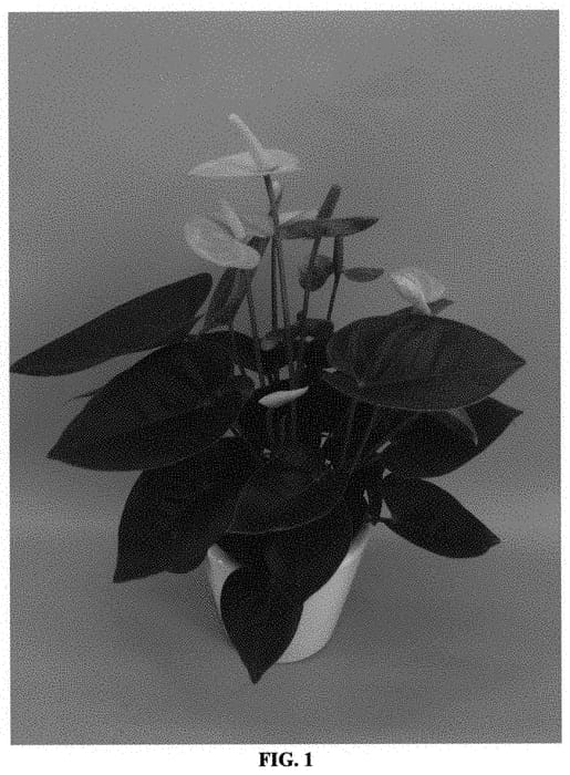 Figure 1 of US plant patent PP31417, the photograph of ANTHEUYK printed in the patent.