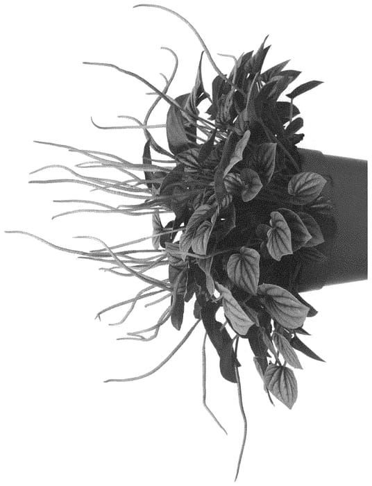 Figure 1 of US plant patent PP31418, the photograph of Moonlight printed in the patent.