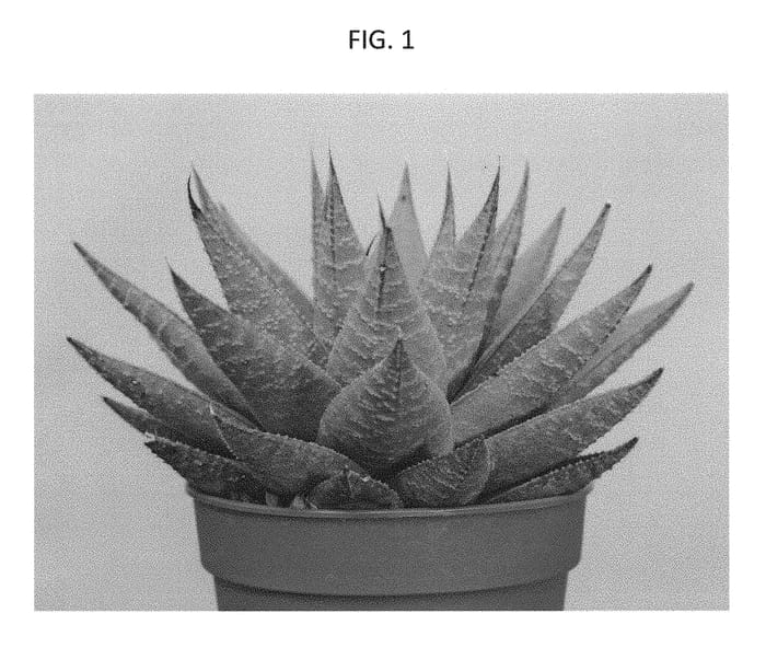 Figure 1 of US plant patent PP31419, the photograph of AMIHAW1613 printed in the patent.