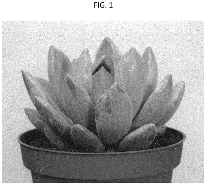 Figure 1 of US plant patent PP31420, the photograph of AMIECH1702 printed in the patent.