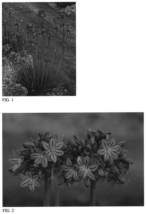 Figure 1 of US plant patent PP31421, the photograph of Galaxy Blue printed in the patent.
