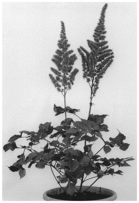 Figure 1 of US plant patent PP31422, the photograph of Vision Vulcano printed in the patent.
