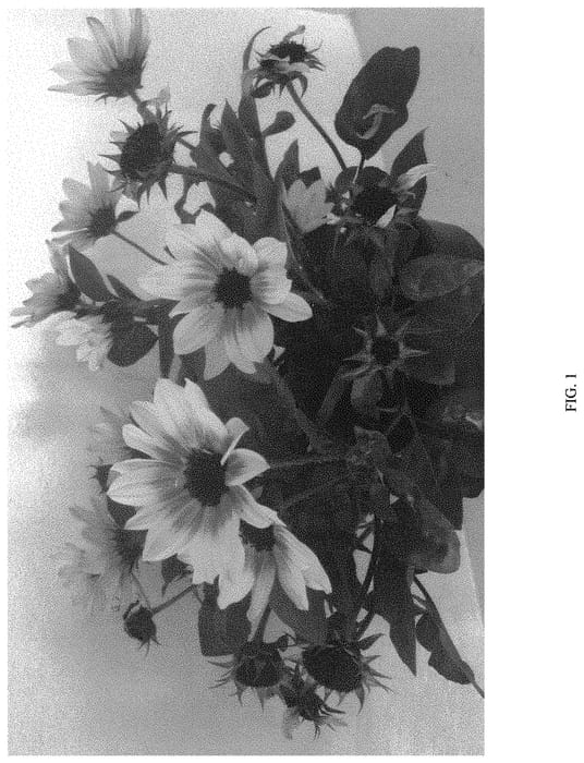 Figure 1 of US plant patent PP31423, the photograph of TMSNBLEV01 printed in the patent.