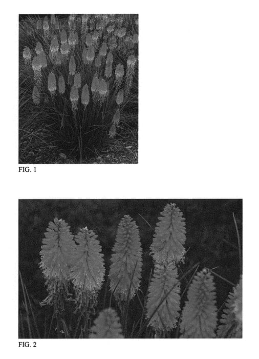 Figure 1 of US plant patent PP31424, the photograph of Backdraft printed in the patent.