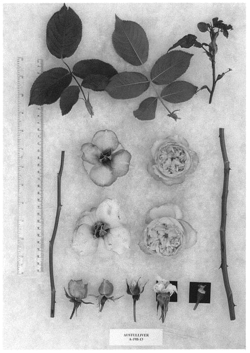 Figure 1 of US plant patent PP31426, the photograph of AUStulliver printed in the patent.