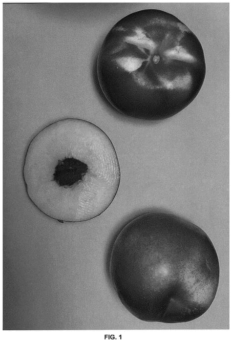 Figure 1 of US plant patent PP31427, the photograph of Wanectone printed in the patent.