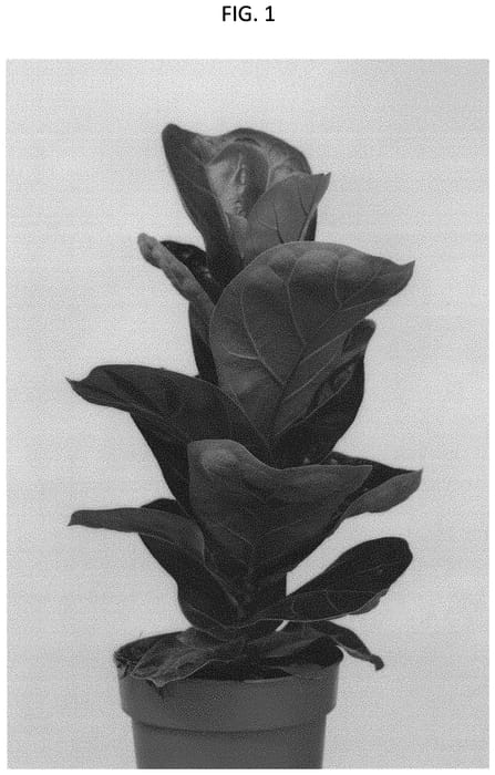 Figure 1 of US plant patent PP31428, the photograph of BAMBINO2 printed in the patent.