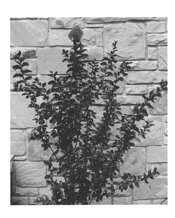 Figure 1 of US plant patent PP31429, the photograph of JM2 printed in the patent.