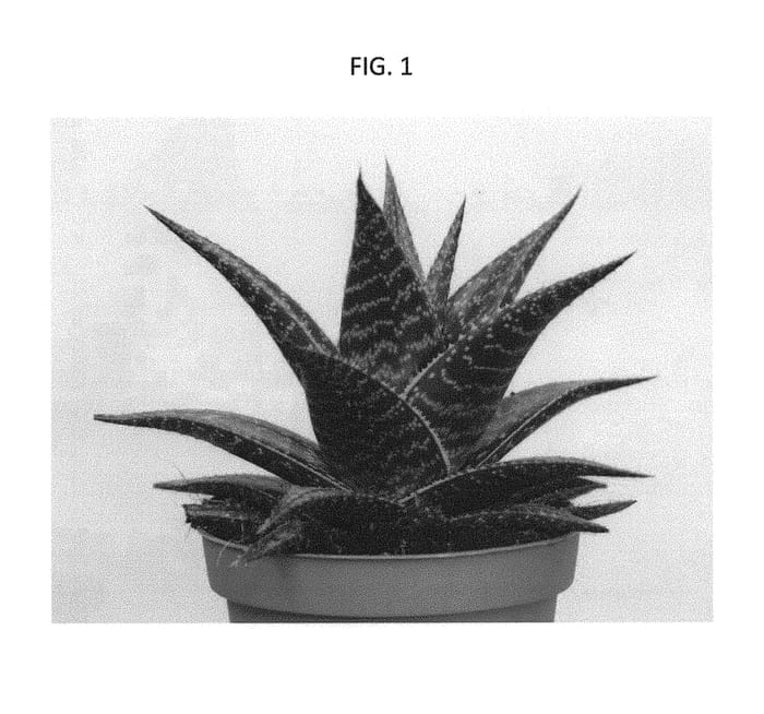 Figure 1 of US plant patent PP31430, the photograph of AMIAL 1601 printed in the patent.