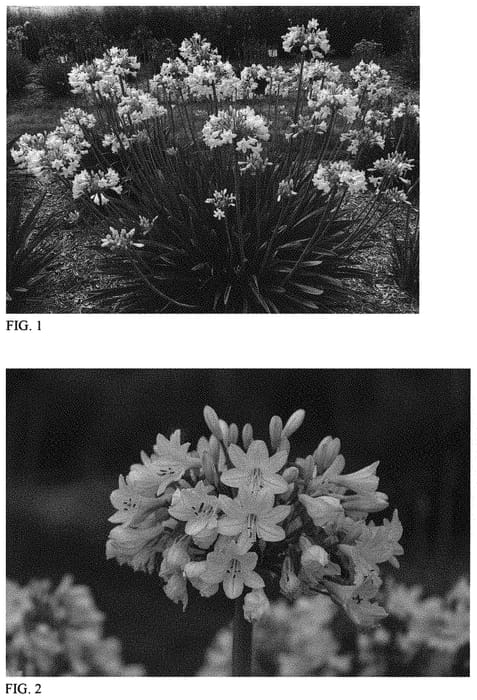 Figure 1 of US plant patent PP31431, the photograph of Galaxy White printed in the patent.