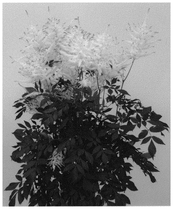 Figure 1 of US plant patent PP31432, the photograph of Mojito printed in the patent.