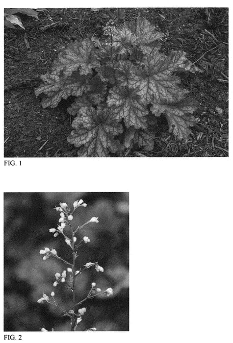 Figure 1 of US plant patent PP31433, the photograph of Peachberry Ice printed in the patent.