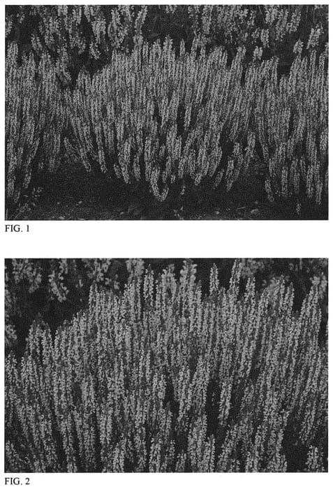 Figure 1 of US plant patent PP31434, the photograph of Perfect Profusion printed in the patent.