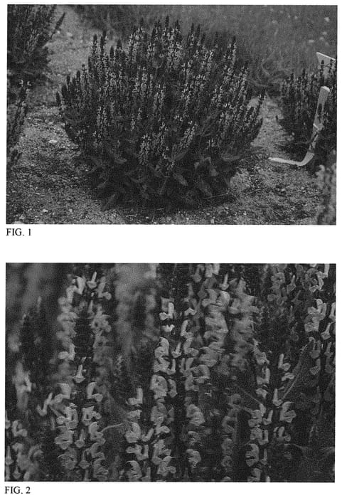 Figure 1 of US plant patent PP31435, the photograph of Pink Profusion printed in the patent.