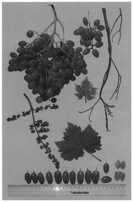 Figure 1 of US plant patent PP31436, the photograph of Sheegene 102 printed in the patent.