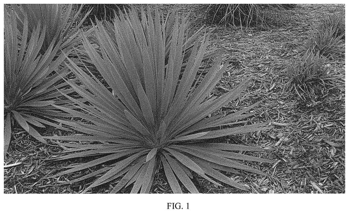 Figure 1 of US plant patent PP31437, the photograph of Silver Anniversary printed in the patent.