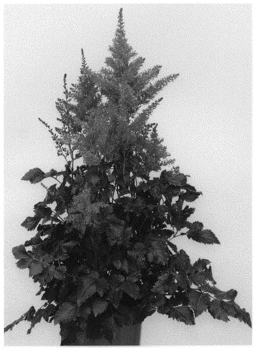 Figure 1 of US plant patent PP31438, the photograph of Heavy Metal printed in the patent.