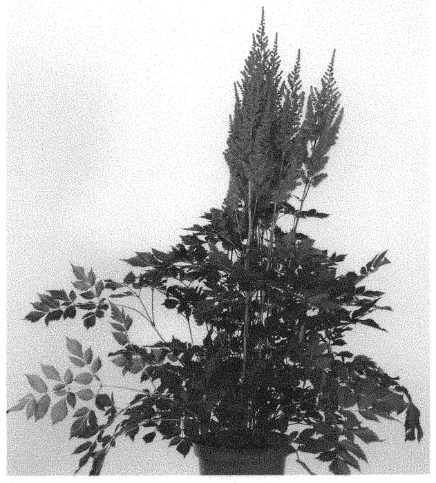 Figure 1 of US plant patent PP31439, the photograph of Harvandermeerrubyred printed in the patent.