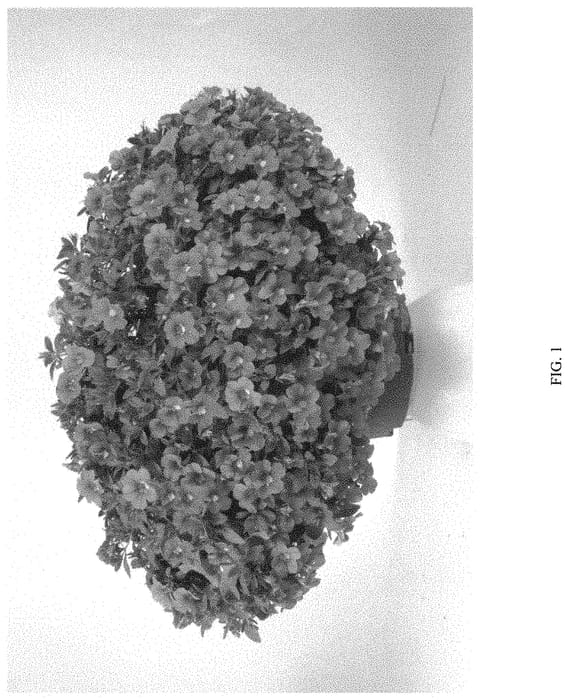 Figure 1 of US plant patent PP31440, the photograph of DCALBUBGM printed in the patent.