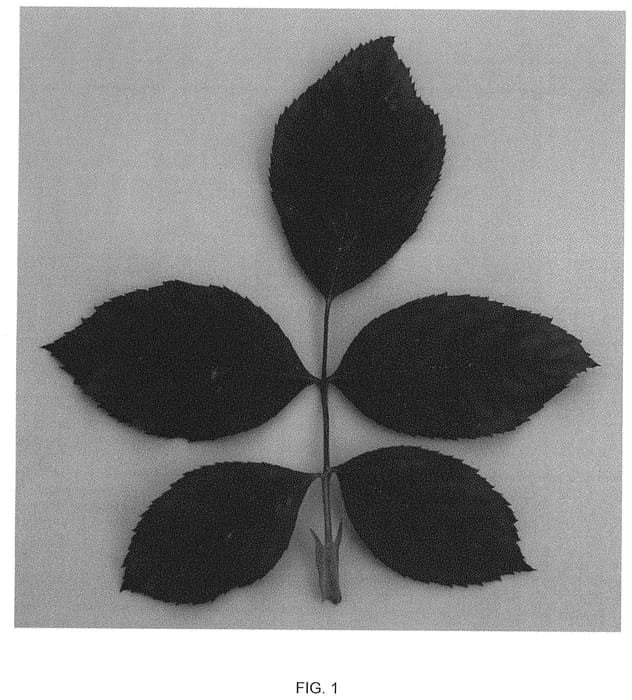 Figure 1 of US plant patent PP31441, the photograph of VLR002 printed in the patent.