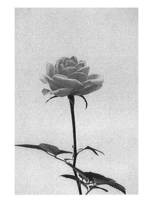 Figure 1 of US plant patent PP31442, the photograph of KORone005 printed in the patent.