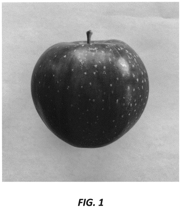 Figure 1 of US plant patent PP31443, the photograph of Temptation printed in the patent.