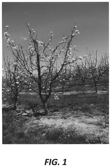 Figure 1 of US plant patent PP31444, the photograph of Olsen Bosc printed in the patent.