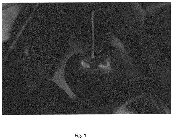 Figure 1 of US plant patent PP31445, the photograph of Prim 21 printed in the patent.