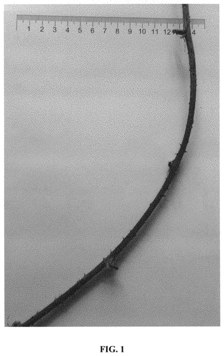 Figure 1 of US plant patent PP31446, the photograph of FNZ-6VB printed in the patent.