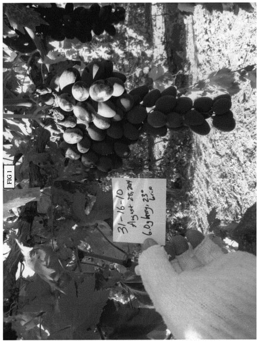 Figure 1 of US plant patent PP31447, the photograph of SV31-16-10 printed in the patent.