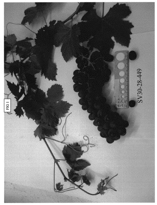 Figure 1 of US plant patent PP31448, the photograph of SV30-28-449 printed in the patent.