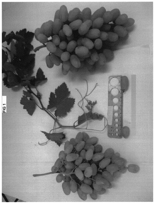 Figure 1 of US plant patent PP31449, the photograph of SV30-7-115 printed in the patent.
