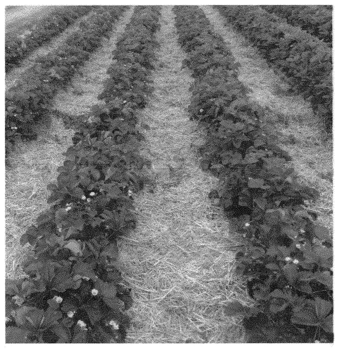 Figure 1 of US plant patent PP31450, the photograph of FF 1503 printed in the patent.