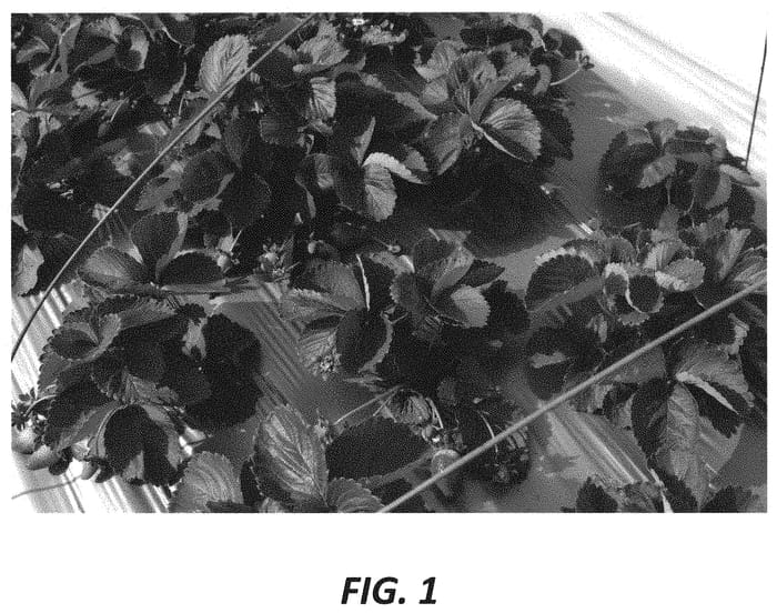 Figure 1 of US plant patent PP31451, the photograph of Daniel printed in the patent.