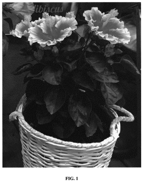 Figure 1 of US plant patent PP31452, the photograph of Lanwyaconda printed in the patent.