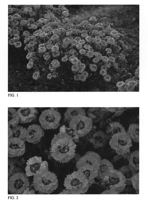Figure 1 of US plant patent PP31453, the photograph of Cute as a Button printed in the patent.