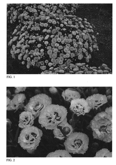 Figure 1 of US plant patent PP31454, the photograph of Appleblossom Burst printed in the patent.