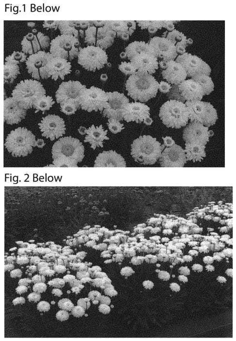 Figure 1 of US plant patent PP31455, the photograph of Lemon Puff printed in the patent.