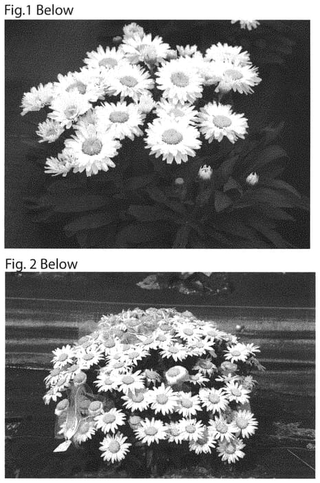 Figure 1 of US plant patent PP31456, the photograph of Shortstop printed in the patent.