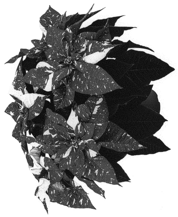 Figure 1 of US plant patent PP31457, the photograph of LAZZPOSUGI printed in the patent.