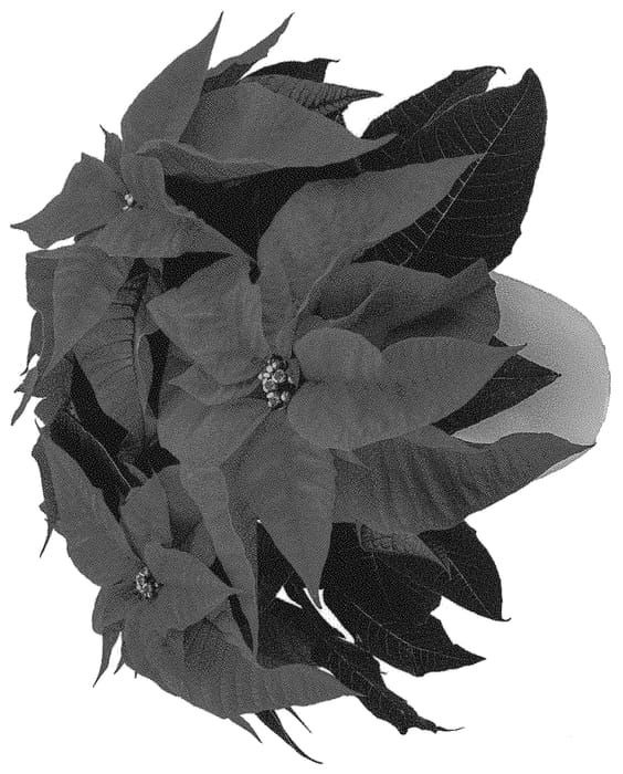 Figure 1 of US plant patent PP31458, the photograph of LAZZPONEO printed in the patent.