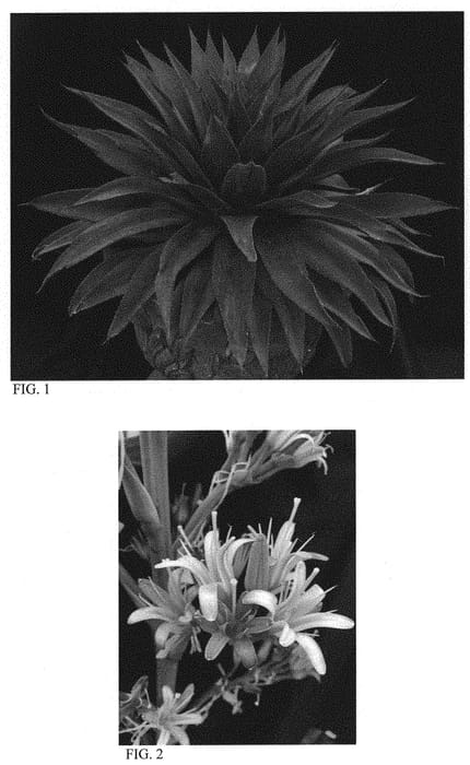 Figure 1 of US plant patent PP31459, the photograph of Red Wing printed in the patent.