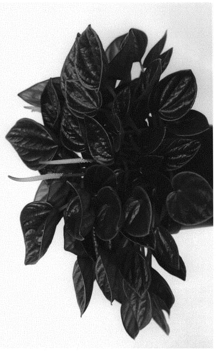 Figure 1 of US plant patent PP31460, the photograph of Brasilia printed in the patent.